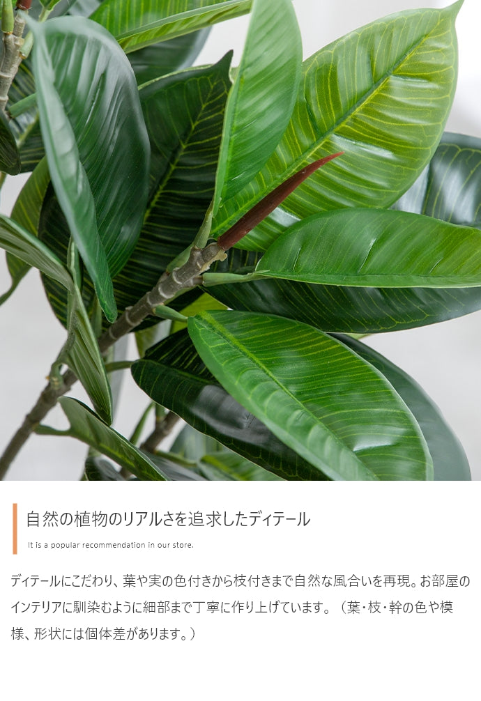 【高さ120cm】Nature 光触媒人工観葉植物 パキラ