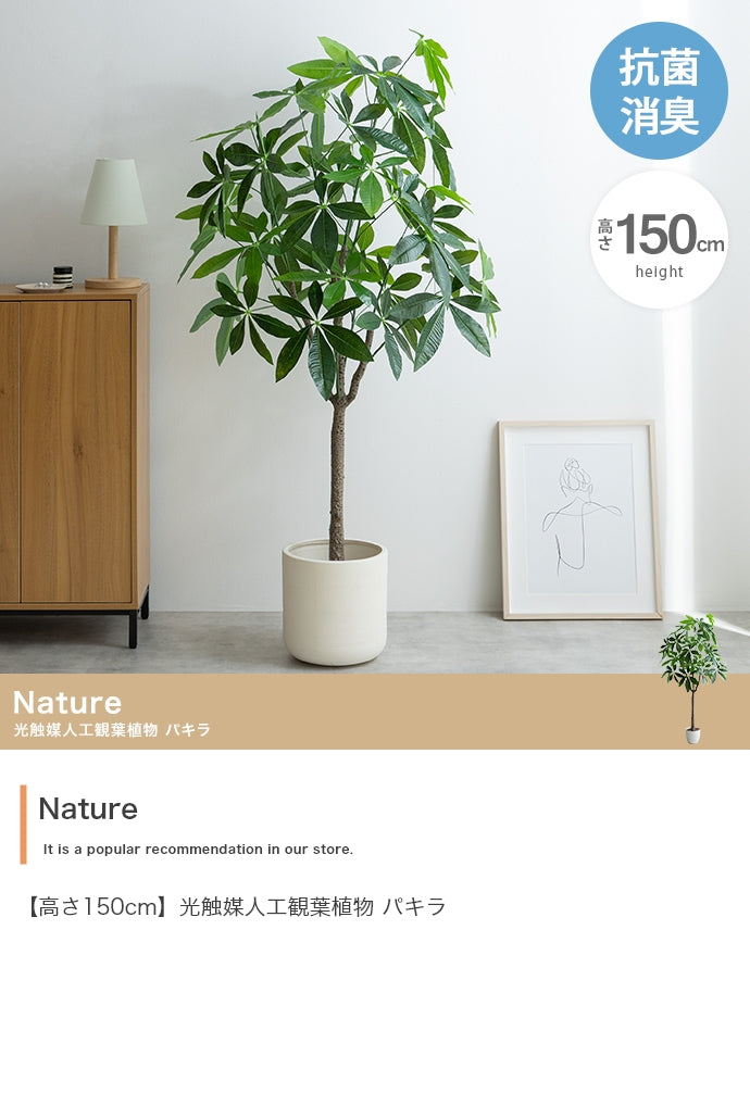 【高さ150cm】Nature 光触媒人工観葉植物 パキラ