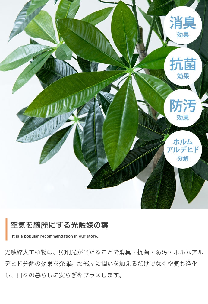 【高さ150cm】Nature 光触媒人工観葉植物 パキラ