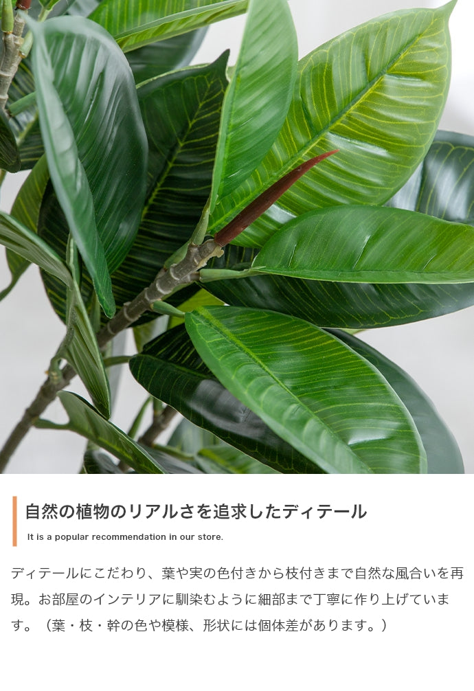 【高さ150cm】Nature 光触媒人工観葉植物 パキラ