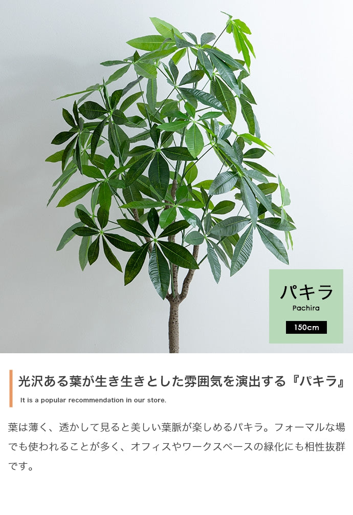 【高さ150cm】Nature 光触媒人工観葉植物 パキラ