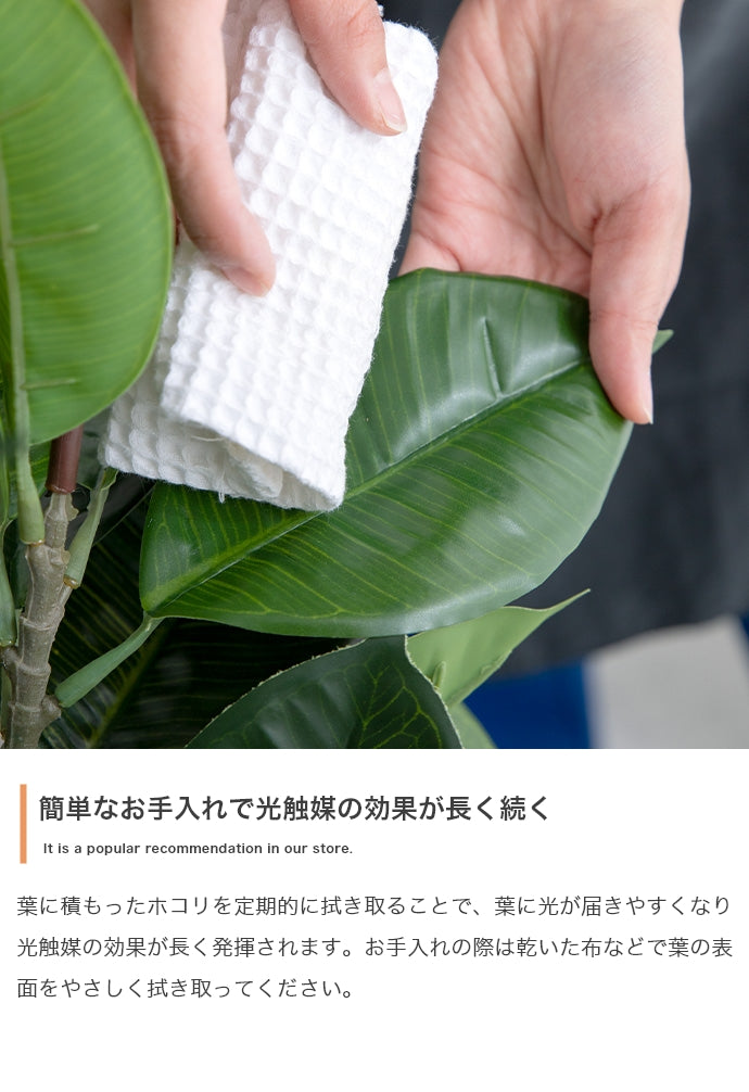 【高さ150cm】Nature 光触媒人工観葉植物 パキラ