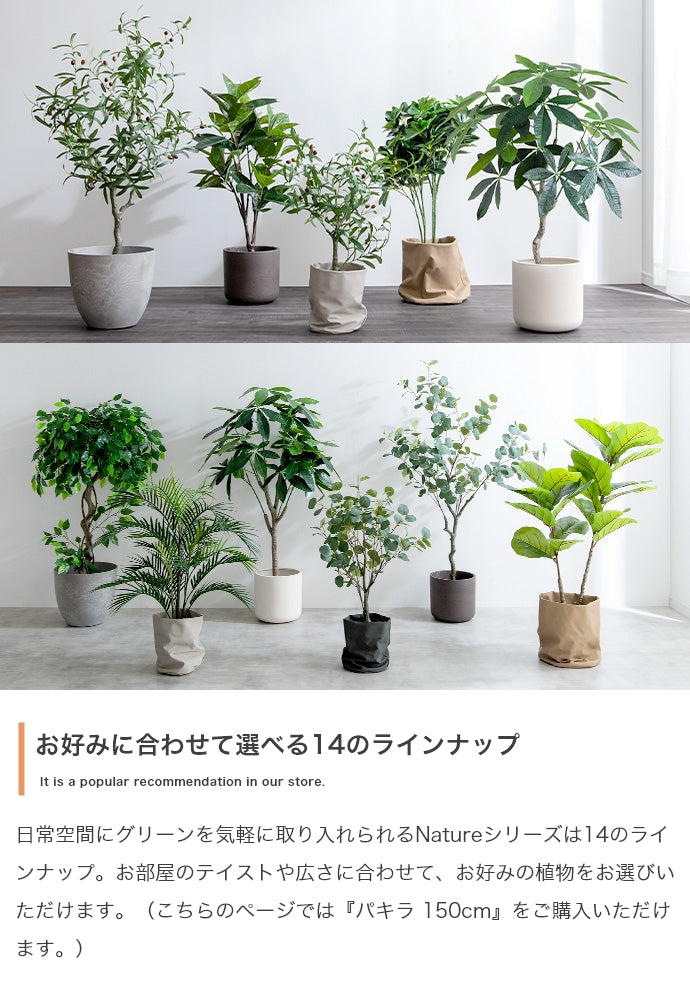 【高さ150cm】Nature 光触媒人工観葉植物 パキラ