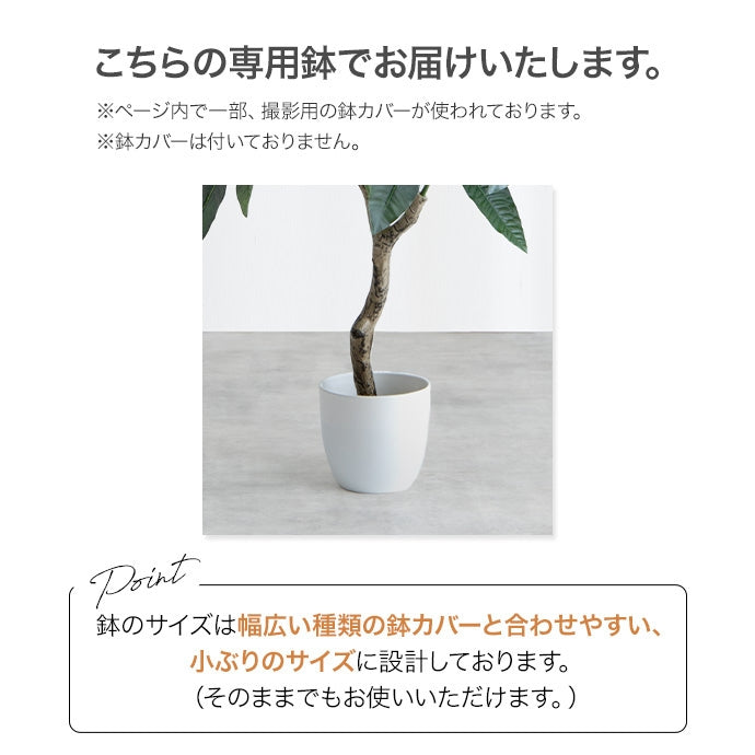 【高さ150cm】Nature 光触媒人工観葉植物 パキラ