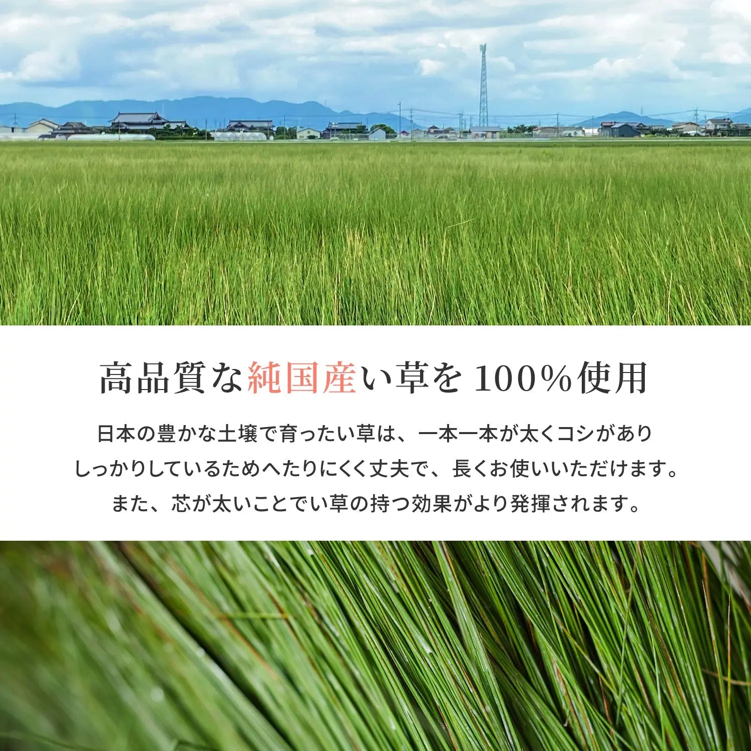【2個セット】国産 い草 平枕 約32×22×10cm まくら 倉敷帆布 ソフティル せとのとシリーズ ふわもち 日本製 HAGIHARA
